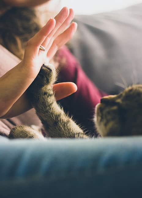 Chat joue avec humain