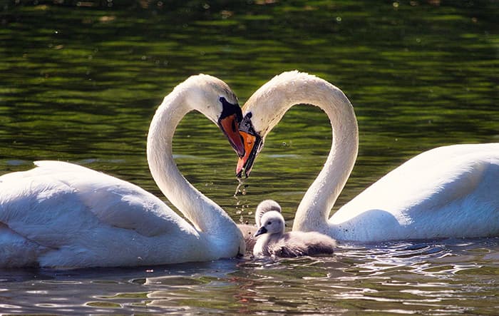 Cygnes avec bébé, forme un coeur